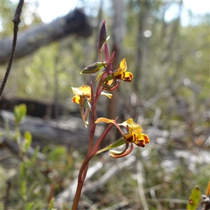 Diuris semilunulata at Tinderry, NSW - suppressed