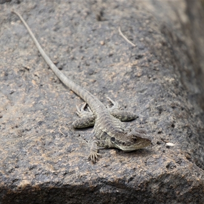 Intellagama lesueurii howittii (Gippsland Water Dragon) at Strathnairn, ACT - 8 Jan 2025 by SWishart