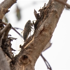 Galanga labeculata (Double-spotted cicada) at Strathnairn, ACT - 8 Jan 2025 by SWishart