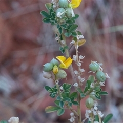 Unidentified Pea at Petermann, NT - 11 Jun 2022 by AlisonMilton