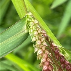 Echinochloa crus-galli (Barnyard Grass) at Jembaicumbene, NSW - 8 Jan 2025 by JaneR