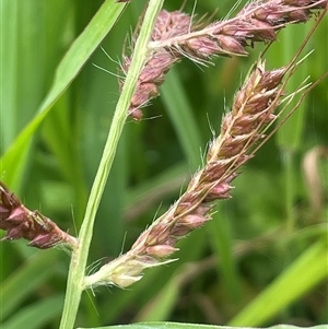 Echinochloa crus-galli at Jembaicumbene, NSW - 8 Jan 2025