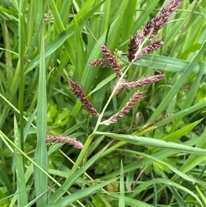 Echinochloa crus-galli at Jembaicumbene, NSW - 8 Jan 2025