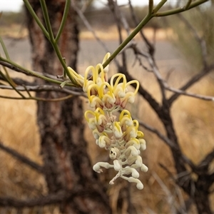 Hakea lorea at Petermann, NT by AlisonMilton