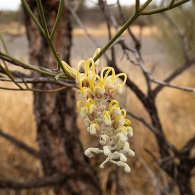 Hakea lorea at Petermann, NT - 11 Jun 2022 by AlisonMilton