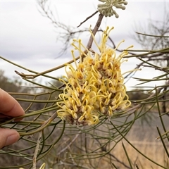 Hakea lorea at Petermann, NT - 11 Jun 2022 05:25 PM