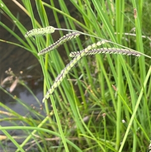 Paspalum dilatatum at Jembaicumbene, NSW - 8 Jan 2025