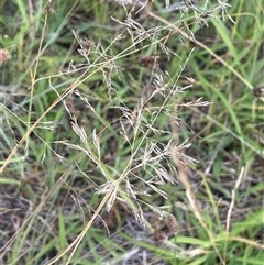 Eragrostis curvula (African Lovegrass) at Jembaicumbene, NSW - 8 Jan 2025 by JaneR