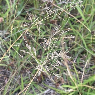 Eragrostis curvula (African Lovegrass) at Jembaicumbene, NSW - 8 Jan 2025 by JaneR