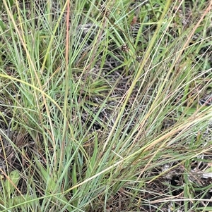 Eragrostis curvula at Jembaicumbene, NSW - 8 Jan 2025 01:29 PM