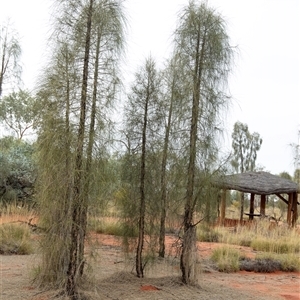 Allocasuarina decaisneana (Desert Oak) at Petermann, NT by AlisonMilton