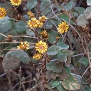 Xerochrysum viscosum at Petermann, NT by AlisonMilton