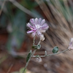 Ptilotus sessilifolius (Crimson Fox-tail) at Petermann, NT - 11 Jun 2022 by AlisonMilton