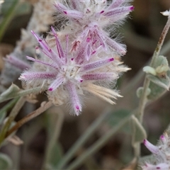 Ptilotus sessilifolius at Petermann, NT - 11 Jun 2022 03:55 PM