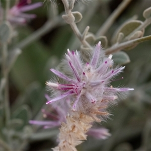 Ptilotus sessilifolius at Petermann, NT - 11 Jun 2022 03:55 PM