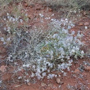 Ptilotus sessilifolius at Petermann, NT - 11 Jun 2022 03:55 PM