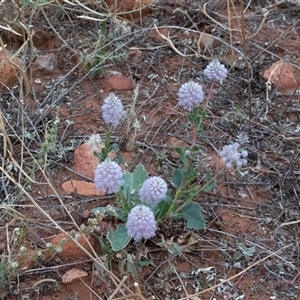 Ptilotus sessilifolius at Petermann, NT - 11 Jun 2022 03:55 PM