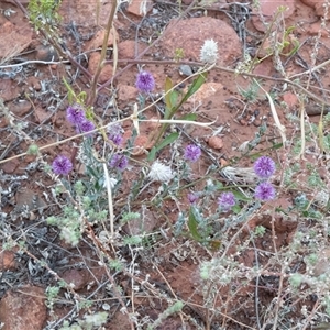 Ptilotus obovatus at Petermann, NT by AlisonMilton