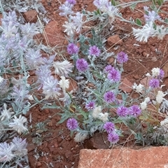 Ptilotus helipteroides at Petermann, NT - 11 Jun 2022 04:02 PM