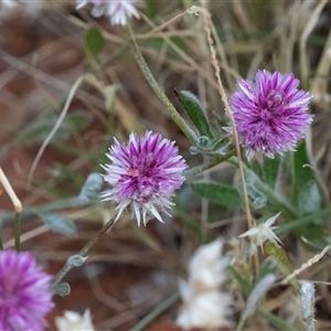 Ptilotus helipteroides at Petermann, NT - 11 Jun 2022 04:02 PM