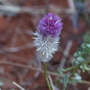 Unidentified Other Wildflower or Herb at Petermann, NT by AlisonMilton