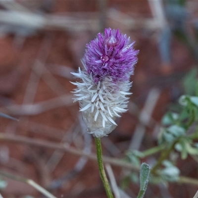 Ptilotus helipteroides (Hairy Mulla Mulla) at Petermann, NT - 11 Jun 2022 by AlisonMilton