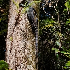 Varanus varius (Lace Monitor) at Kianga, NSW - 12 Jan 2025 by Teresa