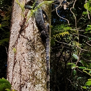 Varanus varius at Kianga, NSW by Teresa