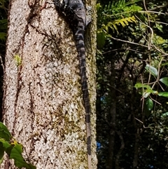 Varanus varius at Kianga, NSW - suppressed