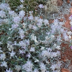 Ptilotus sessilifolius (Crimson Fox-tail) at Petermann, NT - 11 Jun 2022 by AlisonMilton