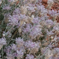 Ptilotus sessilifolius at Petermann, NT - 11 Jun 2022 04:03 PM