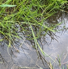 Juncus articulatus subsp. articulatus (Jointed Rush) at Jembaicumbene, NSW - 8 Jan 2025 by JaneR