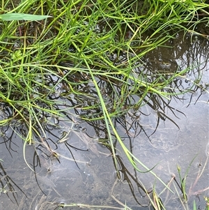 Juncus articulatus subsp. articulatus (Jointed Rush) at Jembaicumbene, NSW by JaneR