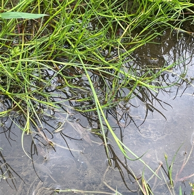 Juncus articulatus subsp. articulatus (Jointed Rush) at Jembaicumbene, NSW - 8 Jan 2025 by JaneR