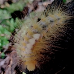 Calliteara pura (Perfect Tussock Moth) at Kianga, NSW - 12 Jan 2025 by Teresa