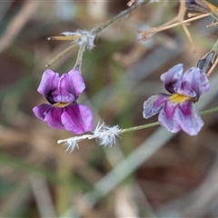 Goodenia vilmoriniae (Purple Hand-Flower) at Petermann, NT - 11 Jun 2022 by AlisonMilton