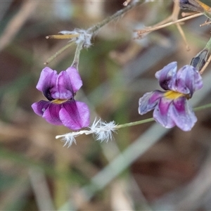 Uvedalia linearis var. linearis at Petermann, NT by AlisonMilton