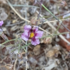 Goodenia vilmoriniae at Petermann, NT - 11 Jun 2022 04:01 PM