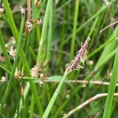 Eleocharis acuta (Common Spike-rush) at Jembaicumbene, NSW - 8 Jan 2025 by JaneR