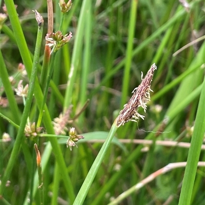 Eleocharis acuta (Common Spike-rush) at Jembaicumbene, NSW - 8 Jan 2025 by JaneR