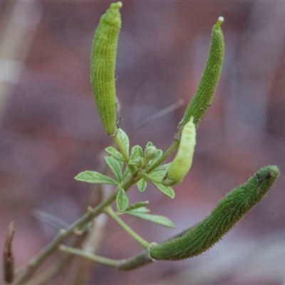 Arivela viscosa (Tickweed) at Petermann, NT - 11 Jun 2022 by AlisonMilton