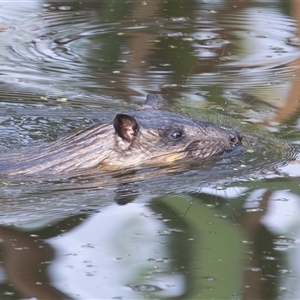 Hydromys chrysogaster (Rakali or Water Rat) at Fyshwick, ACT by rawshorty