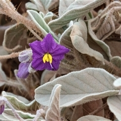 Solanum quadriloculatum (Australian Wild Tomato) at Petermann, NT - 11 Jun 2022 by AlisonMilton