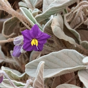 Solanum ferocissimum at Petermann, NT by AlisonMilton