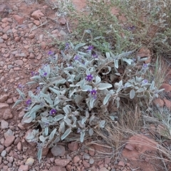 Solanum quadriloculatum at Petermann, NT - 11 Jun 2022 04:02 PM
