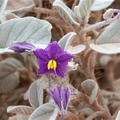 Solanum quadriloculatum at Petermann, NT - 11 Jun 2022 04:02 PM
