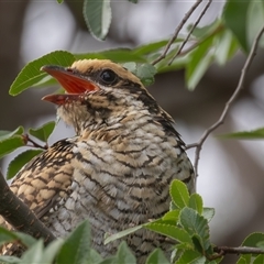 Eudynamys orientalis (Pacific Koel) at Symonston, ACT - 12 Jan 2025 by rawshorty