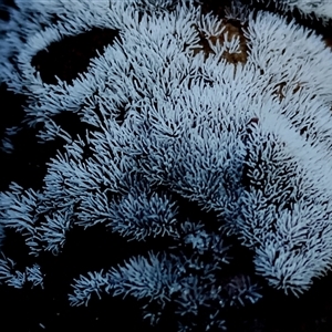 Ceratiomyxa fruticulosa (Coral Slime) at Kianga, NSW by Teresa