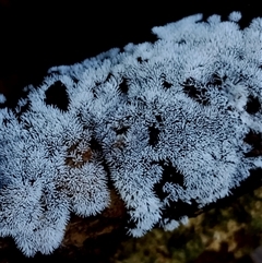 Ceratiomyxa fruticulosa at suppressed - suppressed