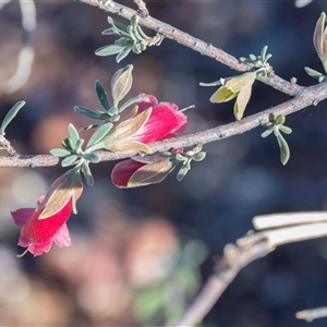 Eremophila latrobei at Coober Pedy, SA by AlisonMilton